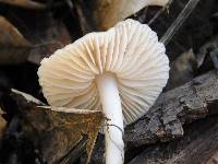 Marasmius albogriseus image