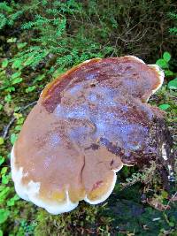 Ganoderma oregonense image