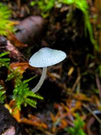 Mycena amicta image