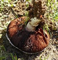 Agaricus campestris image