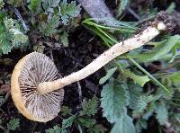 Agrocybe pediades image