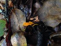 Clavulinopsis laeticolor image