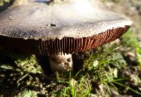 Agaricus campestris image