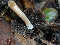 Psathyrella longipes image