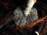 Stropharia ambigua image