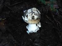 Amanita vaginata image