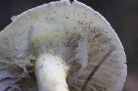 Hygrophorus chrysodon image