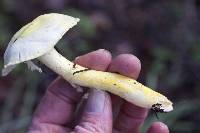 Hygrophorus chrysodon image