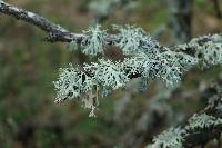 Evernia prunastri image