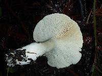 Leucopaxillus albissimus image