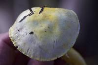 Hygrophorus chrysodon image