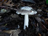 Amanita vaginata image