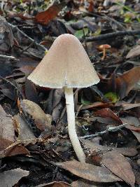 Psathyrella longipes image