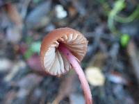 Marasmius plicatulus image