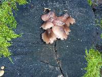 Mycena haematopus image