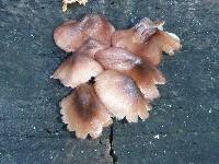 Mycena haematopus image