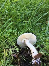 Leucoagaricus leucothites image