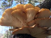 Pleurotus ostreatus image