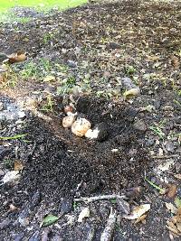 Chlorophyllum brunneum image