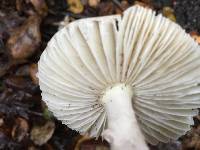 Amanita phalloides image