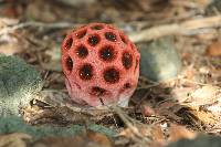 Clathrus crispus image