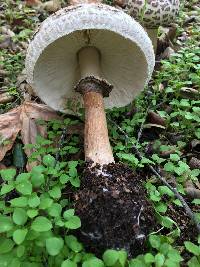 Chlorophyllum brunneum image