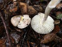 Amanita phalloides image