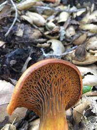 Omphalotus olivascens image