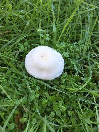 Leucoagaricus leucothites image