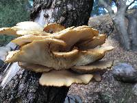 Pleurotus ostreatus image