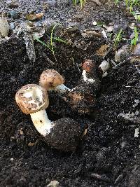 Chlorophyllum brunneum image