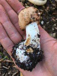 Chlorophyllum brunneum image