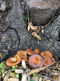 Omphalotus olivascens image