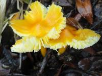 Hygrocybe chlorophana image