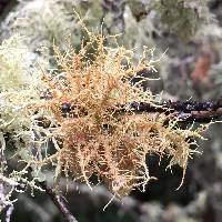 Usnea rubicunda image