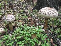 Chlorophyllum brunneum image