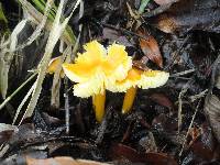 Hygrocybe chlorophana image