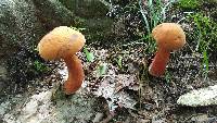 Boletus subvelutipes image