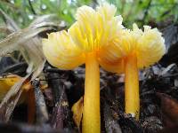 Hygrocybe chlorophana image