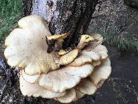 Pleurotus ostreatus image