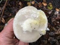 Amanita phalloides image