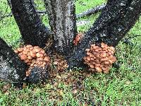 Armillaria mellea image