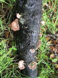 Schizophyllum commune image