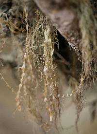 Ramalina menziesii image