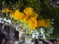 Tremella mesenterica image