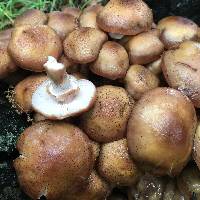 Armillaria mellea image