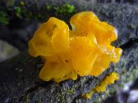 Tremella mesenterica image