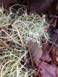 Usnea intermedia image