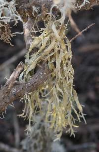 Ramalina subleptocarpha image