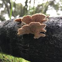 Schizophyllum commune image